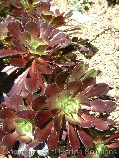 Aeonium Schwarzkof 